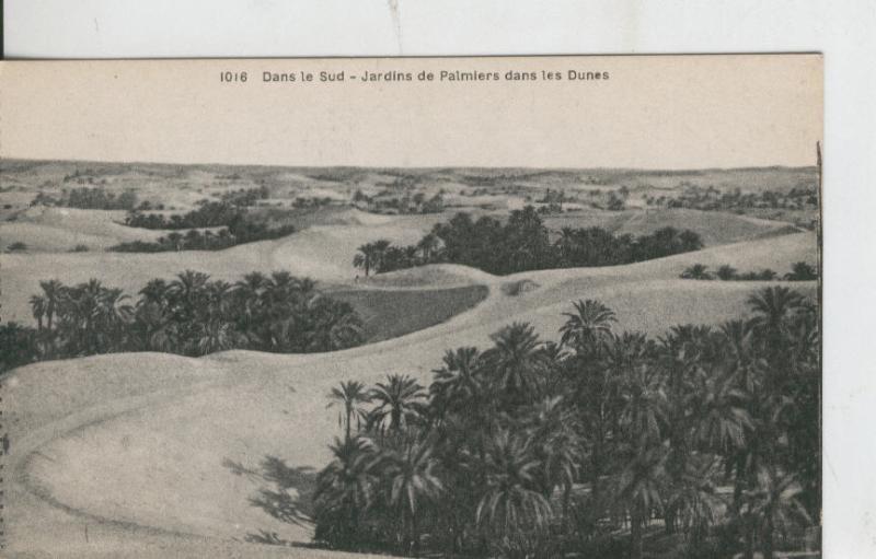 Postal 008618: Dans le Sud - Jardins de Palmiers dans les Dunes