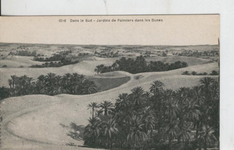Postal 008618: Dans le Sud - Jardins de Palmiers dans les Dunes