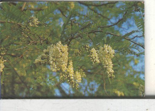 Cromos: Arbres de Barcelona numero 30.B: Robinia: flors i fulles