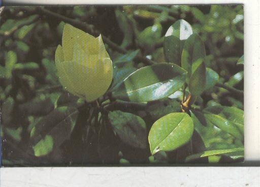 Cromos: Arbres de Barcelona numero 22.B: Magnolia: flor i fulles