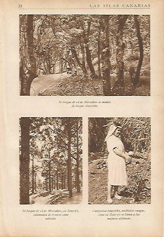 LAMINA 5447: Bosque de Las Mercedes