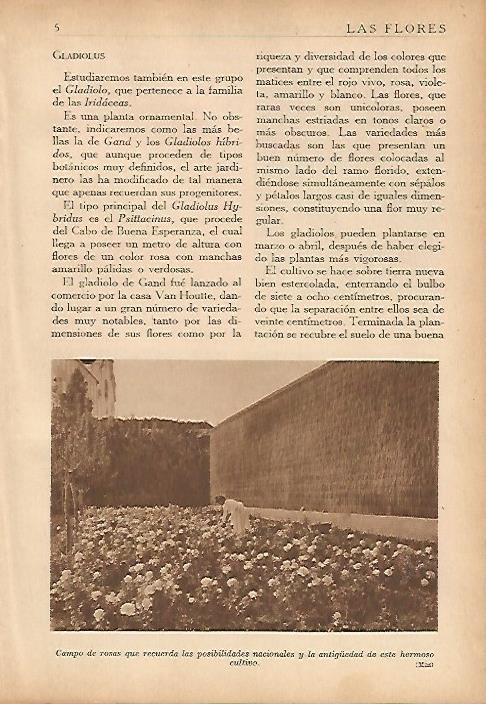 LAMINA 5470: Campo de rosas