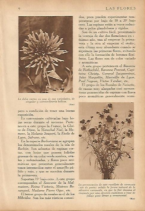 LAMINA 5472: Dalia cactus y ramillete de coreopsis
