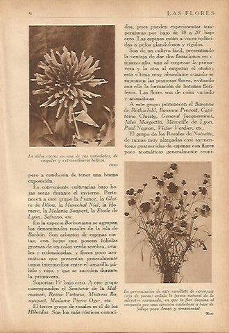 LAMINA 5472: Dalia cactus y ramillete de coreopsis