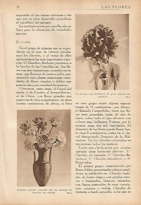 LAMINA 5473: Peonia roja y jarron con claveles