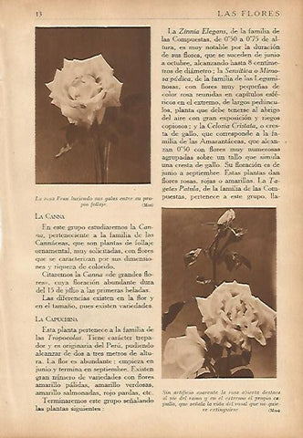 LAMINA 5474: Rosa Frau y rosa abierta