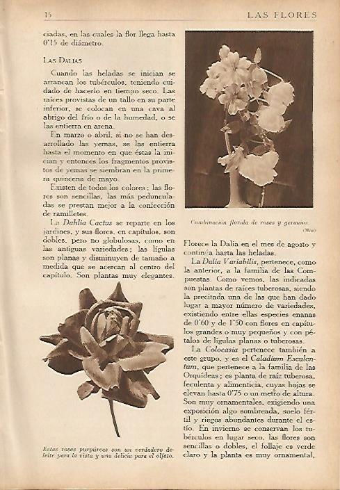 LAMINA 5475: Rosas y geranios