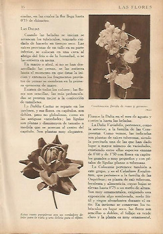 LAMINA 5475: Rosas y geranios
