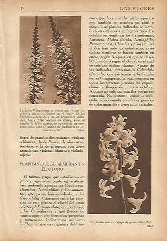LAMINA 5476: La Erica Wilmoriana y jacinto