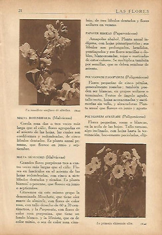 LAMINA 5478: Ramillete de alhelies y primula chinensis alba