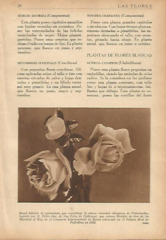 LAMINA 5482: Rosal hibrido de pernetiana