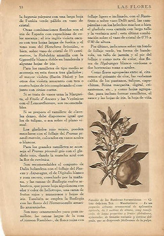 LAMINA 5494: Familia de las rutaceas aurantiaceas