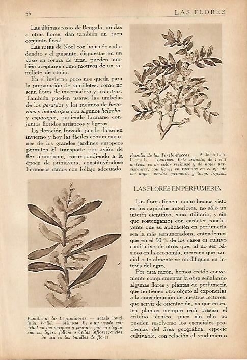 LAMINA 5495: Familia de las terebintaceas y de las leguminosas