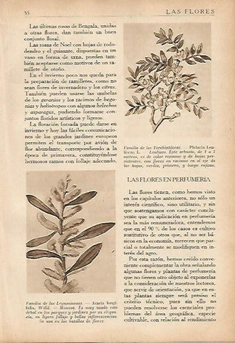 LAMINA 5495: Familia de las terebintaceas y de las leguminosas