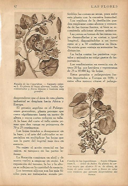 LAMINA 5496: Familia de las Caparideas y de las leguminosas