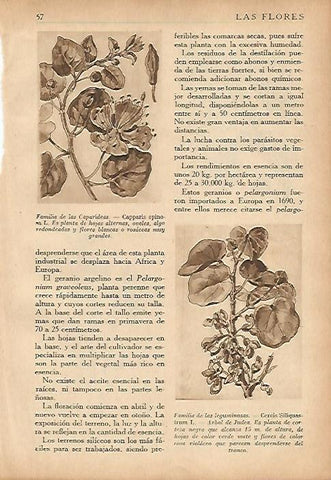 LAMINA 5496: Familia de las Caparideas y de las leguminosas