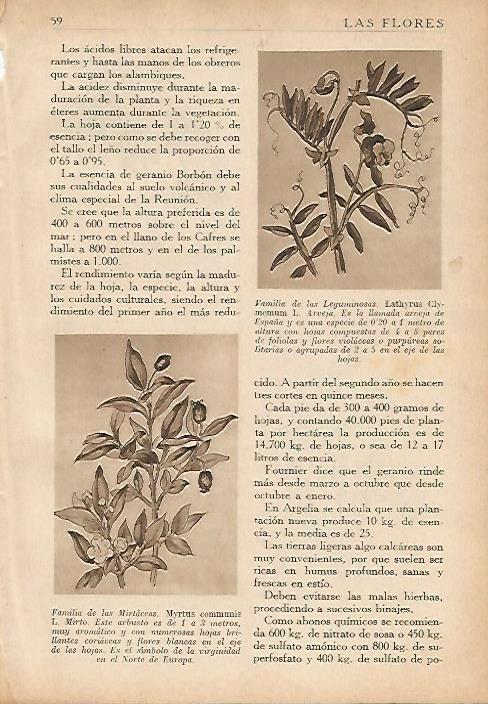 LAMINA 5497: Myrtus communis y Lathyrus Clymemum