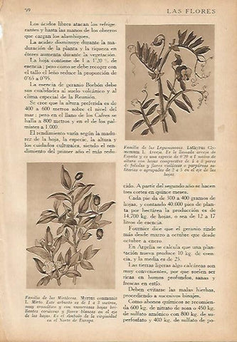 LAMINA 5497: Myrtus communis y Lathyrus Clymemum