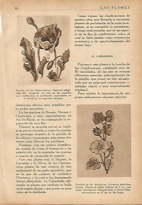 LAMINA 5498: Papaver setigerum y Lavatera maritima