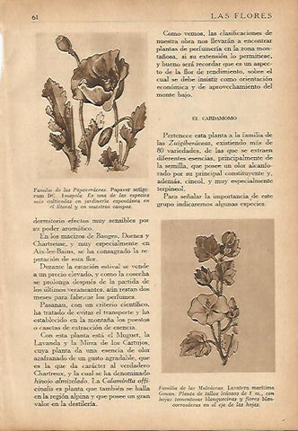 LAMINA 5498: Papaver setigerum y Lavatera maritima