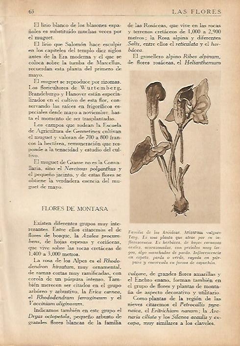 LAMINA 5499: Arisarum vulgare Targ
