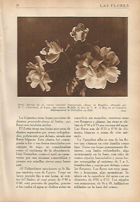 LAMINA 5483: Rosal hibrido de te