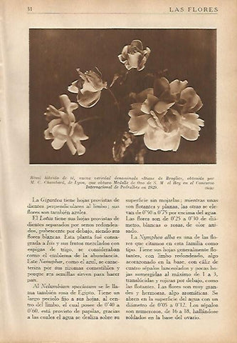 LAMINA 5483: Rosal hibrido de te