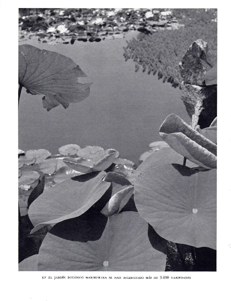 LAMINA 5646: Jardin botanico Marimurtra