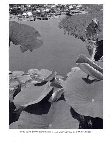 LAMINA 5646: Jardin botanico Marimurtra