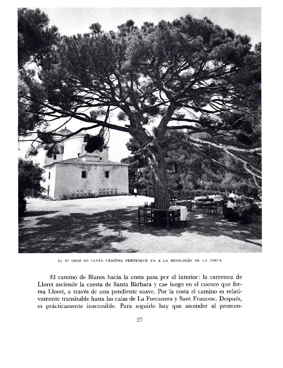 LAMINA 5650: El pi gros de Santa Cristina