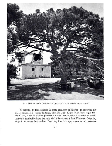 LAMINA 5650: El pi gros de Santa Cristina