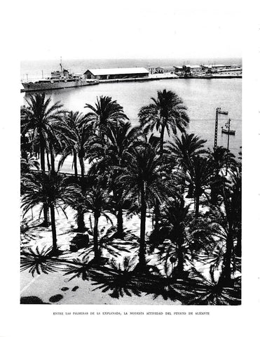 LAMINA 6043: Entre palmeras el puerto de Alicante