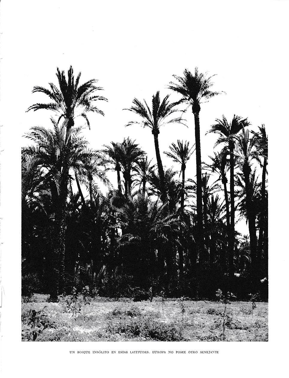LAMINA 6068: Bosque de  palmeras insolito en estas latitudes