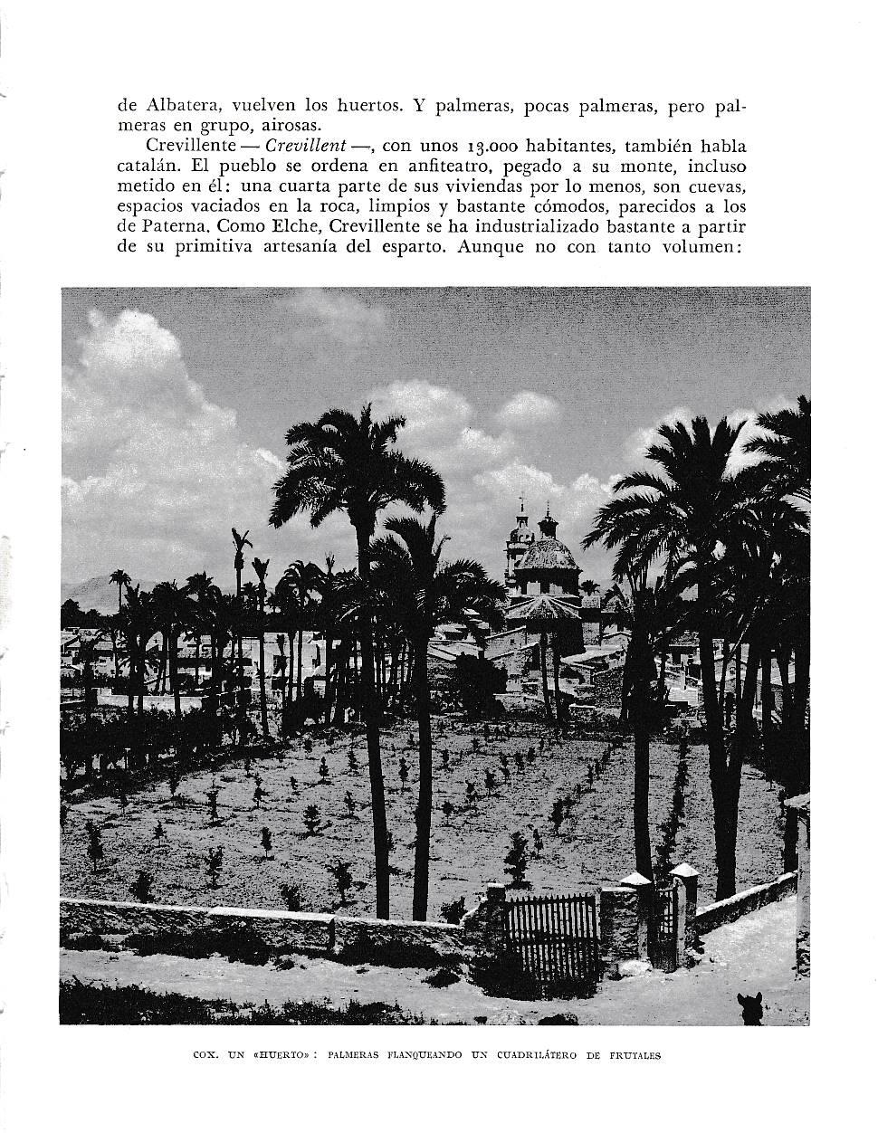 LAMINA 6071: Cox un huerto. Palmeras rodeando frutales