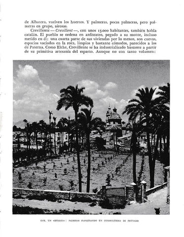LAMINA 6071: Cox un huerto. Palmeras rodeando frutales