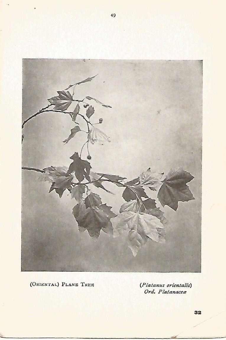 Lamina 1012: Platanero