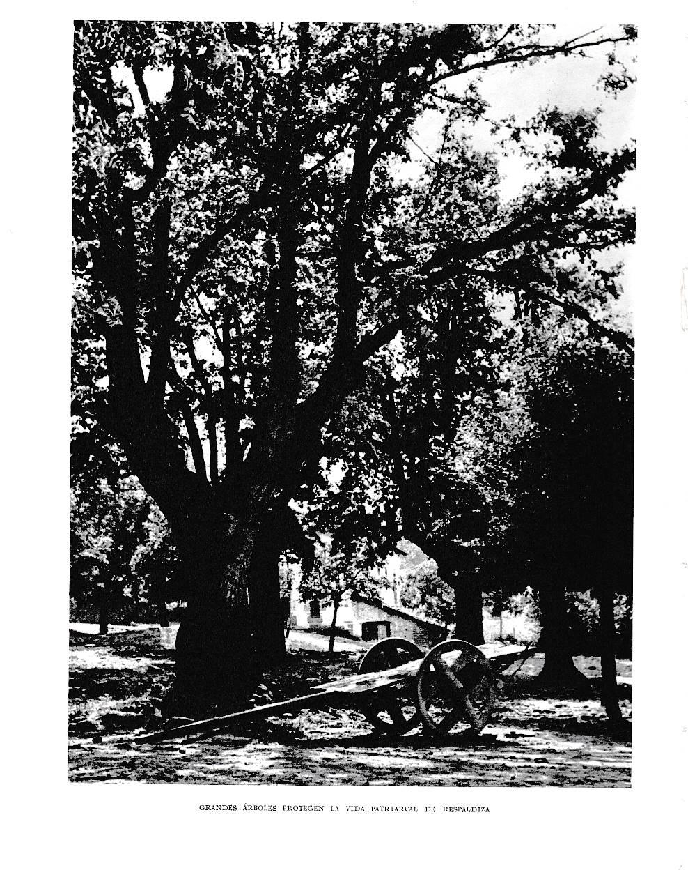 LAMINA 6107: Gran arbol de Respaldiza