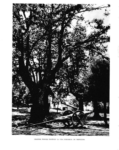 LAMINA 6107: Gran arbol de Respaldiza