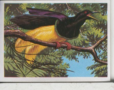 Cromos: El Mas y el Menos numero 083: el ave mas exotica