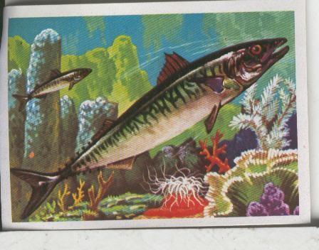 Cromos: El Mas y el Menos numero 038: Peces lentos