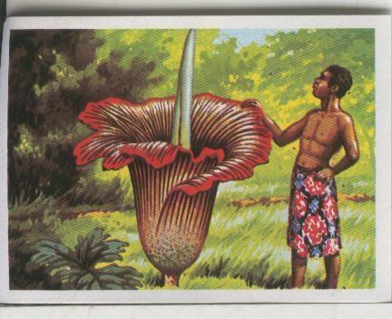 Cromos: El Mas y el Menos numero 009: Las flores de mas altura