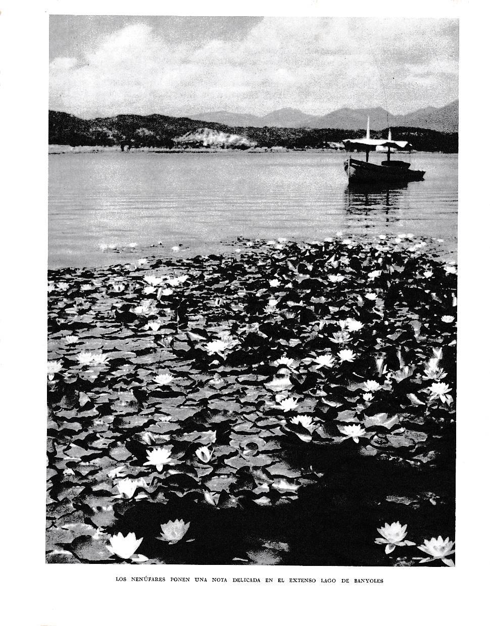 LAMINA 6357: Nenufares en el lago de Banyoles