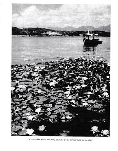 LAMINA 6357: Nenufares en el lago de Banyoles