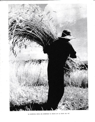 LAMINA 6369: Cosecha del trigo en la plana de Vic