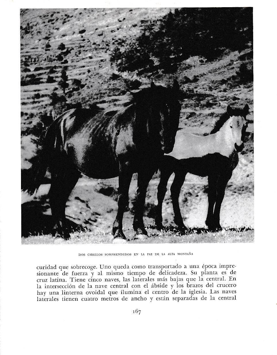 LAMINA 6388: Caballos en la alta montaña