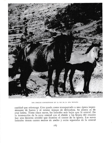 LAMINA 6388: Caballos en la alta montaña