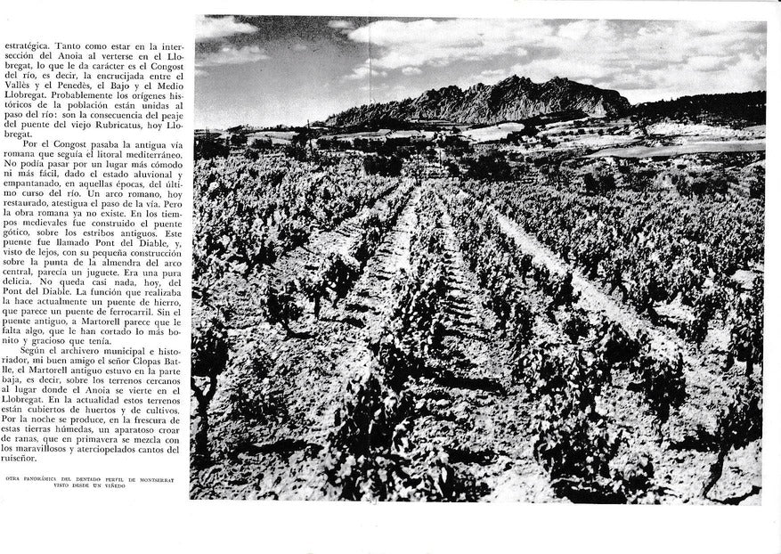 LAMINA 6455: Panoramica Montserrat desde un viñedo