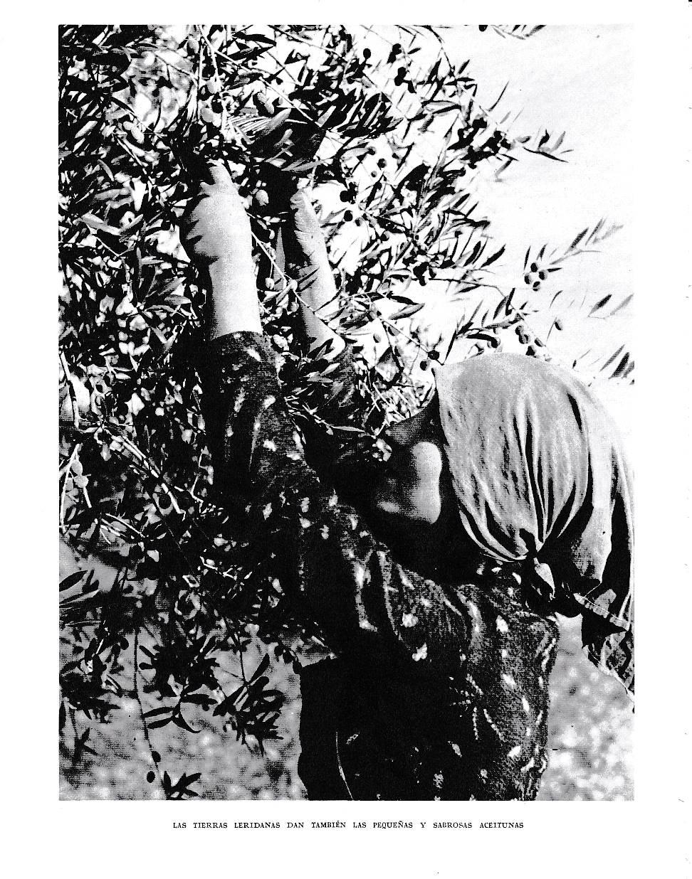 LAMINA 6476: Las aceitunas de las tierras leridanas