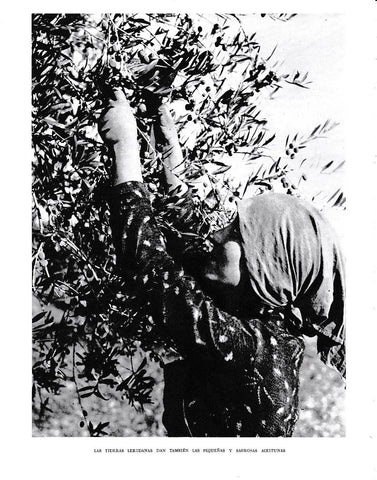 LAMINA 6476: Las aceitunas de las tierras leridanas