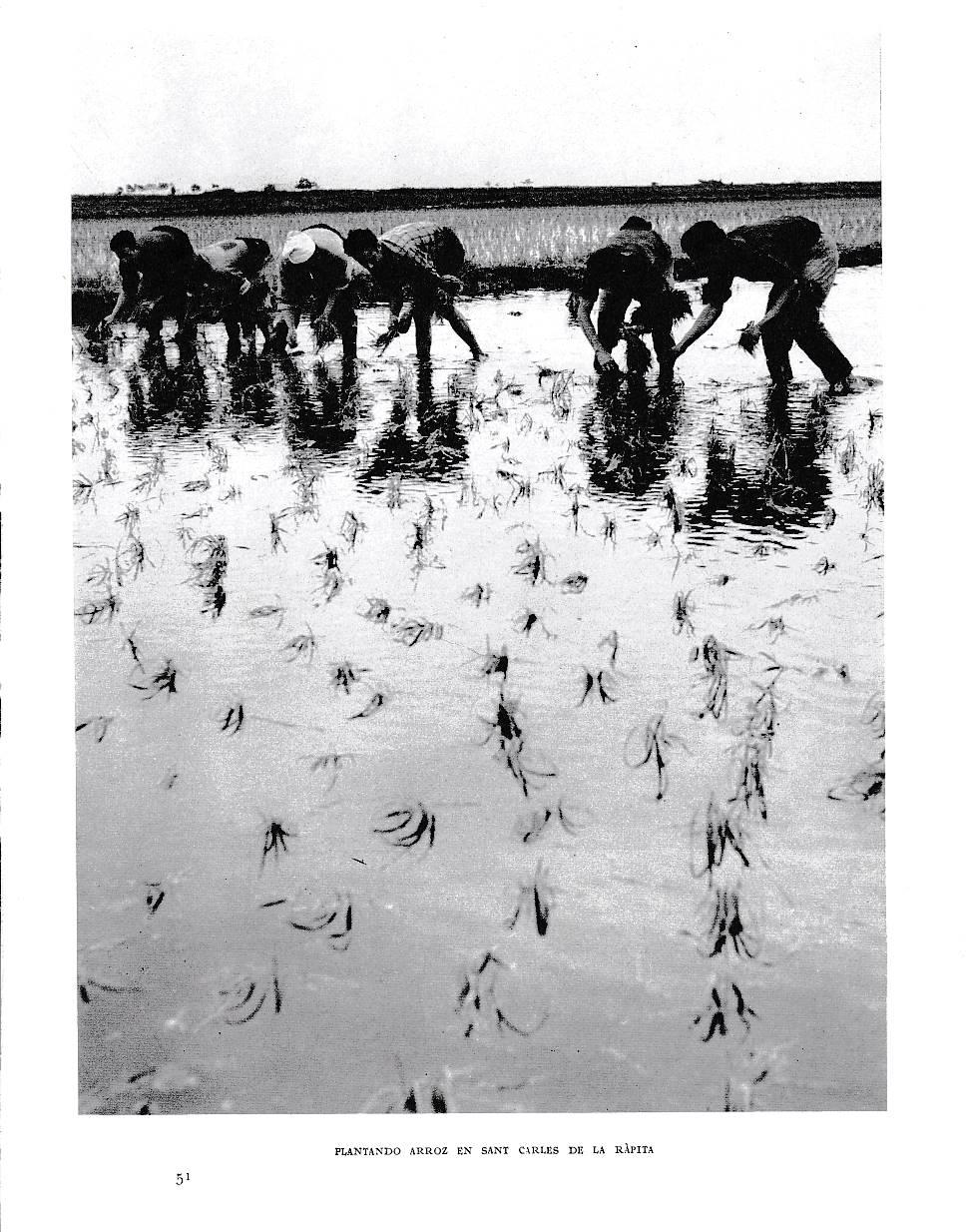 LAMINA 6562:  Plantando arroz en Sant Carlos de la Rapita